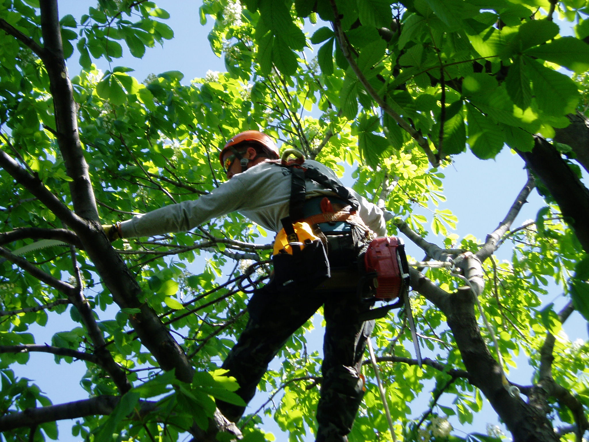 Élagage - Arbres Experts