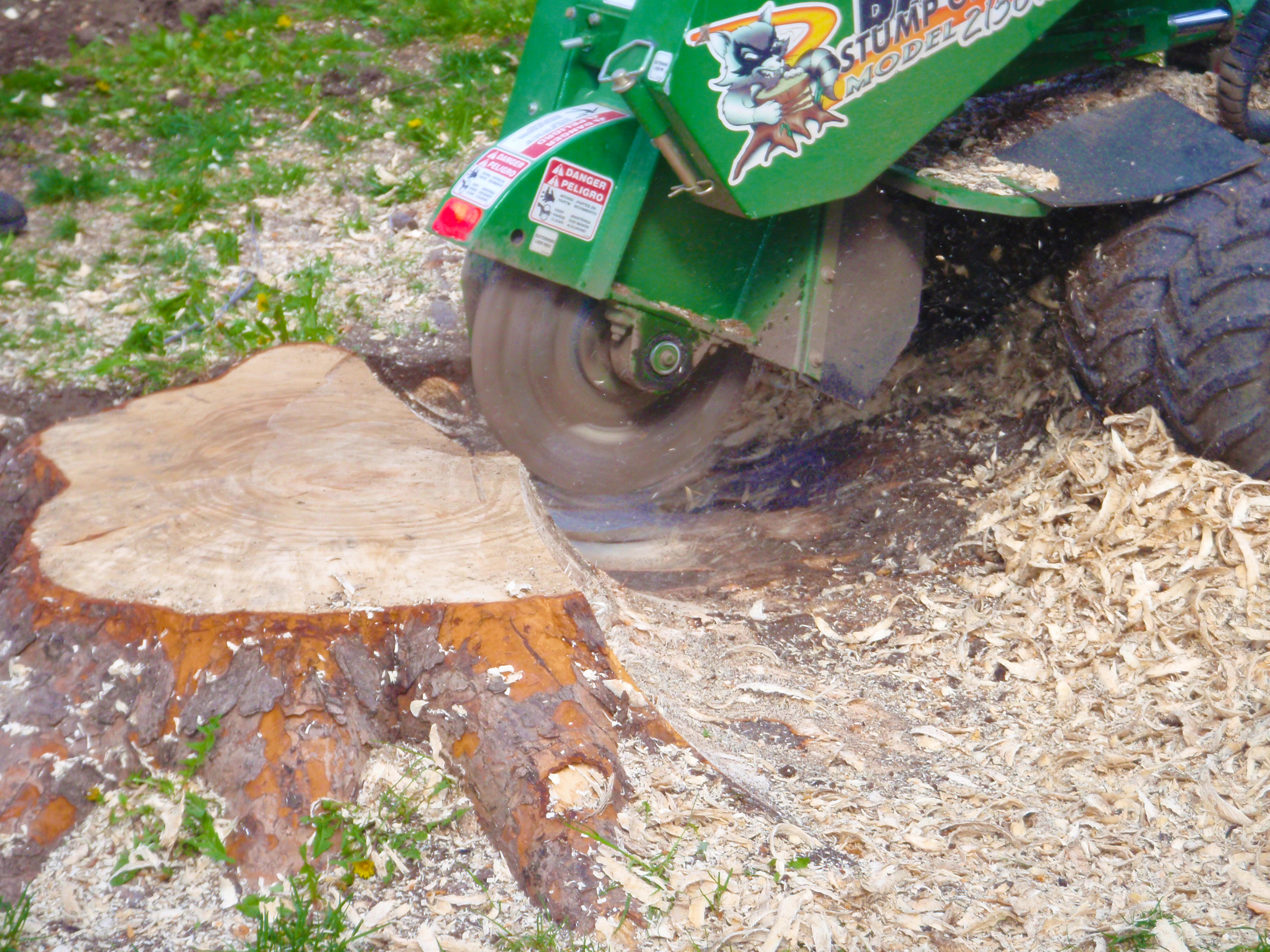 Essouchement - Arbres Experts