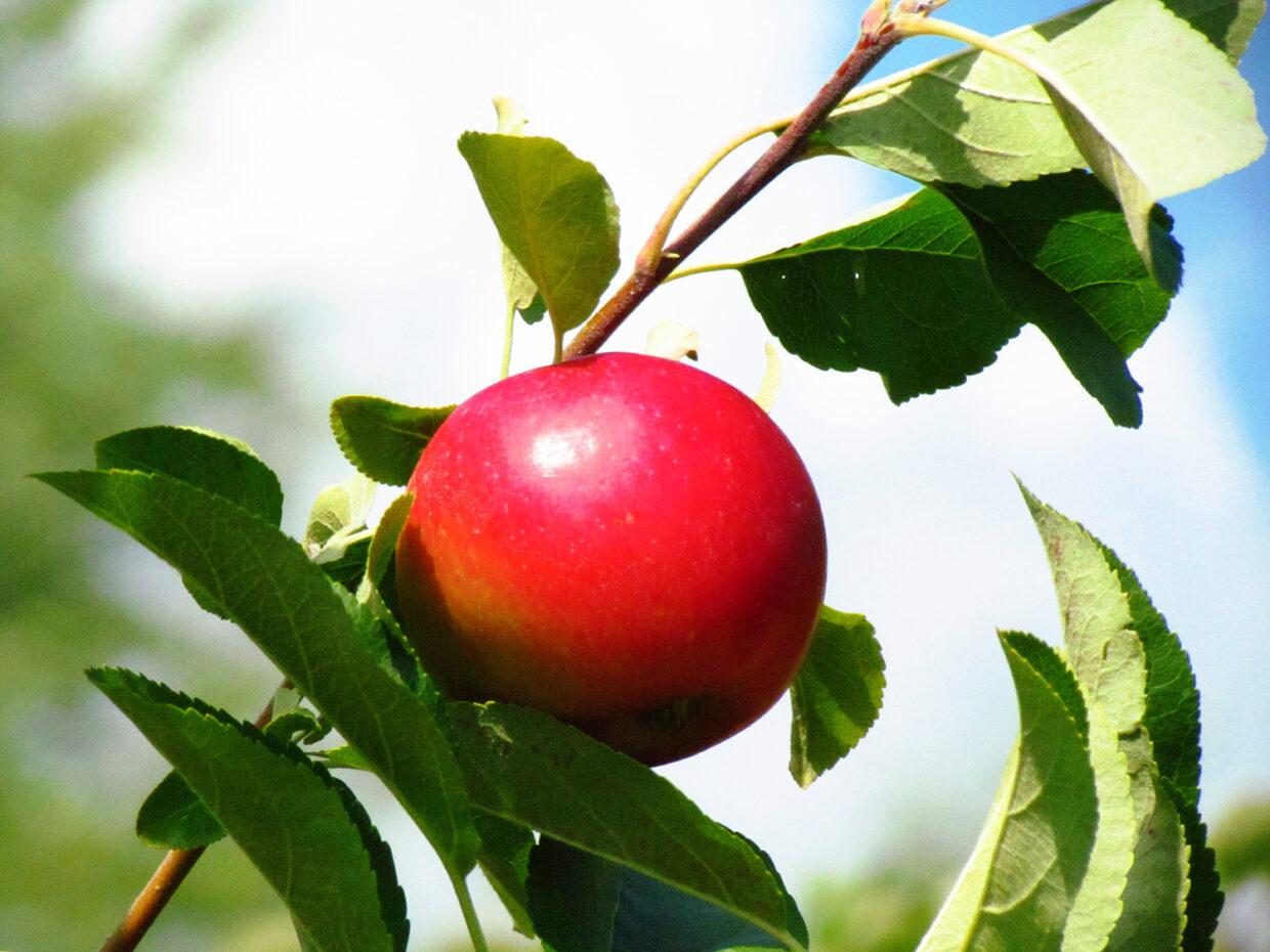 Taille des arbres fruitiers - Arbres Experts